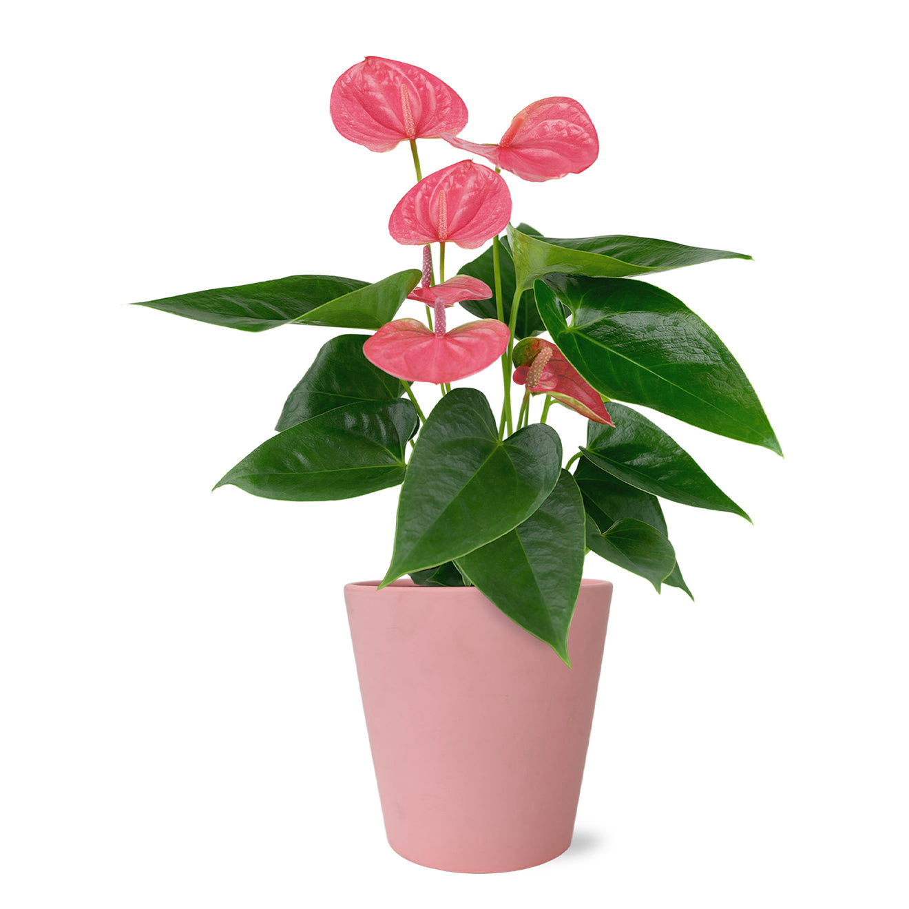 Perfectly Pink Anthurium by BloomsyBox