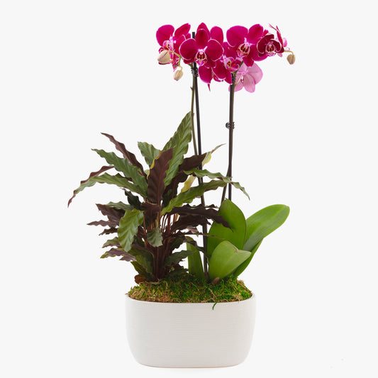 Purple Orchid and Calathea Wavestar Garden by BloomsyBox