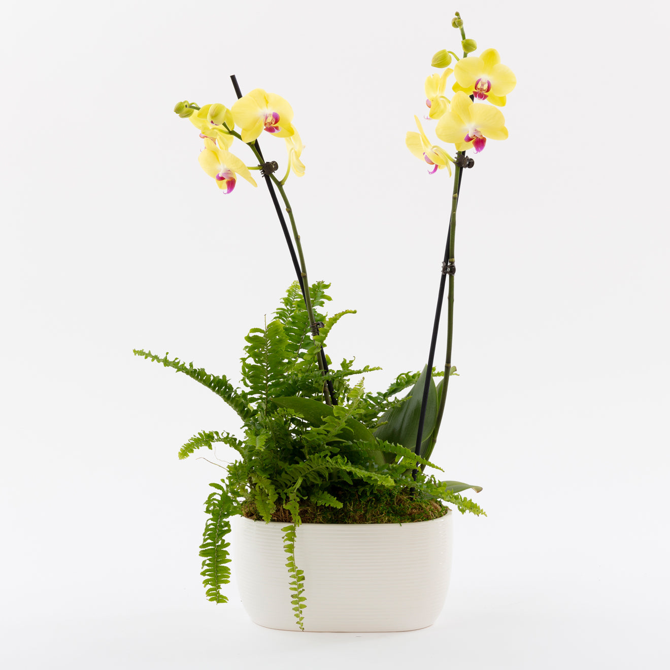Yellow Orchid and Fluffy Ruffles Fern Garden by BloomsyBox