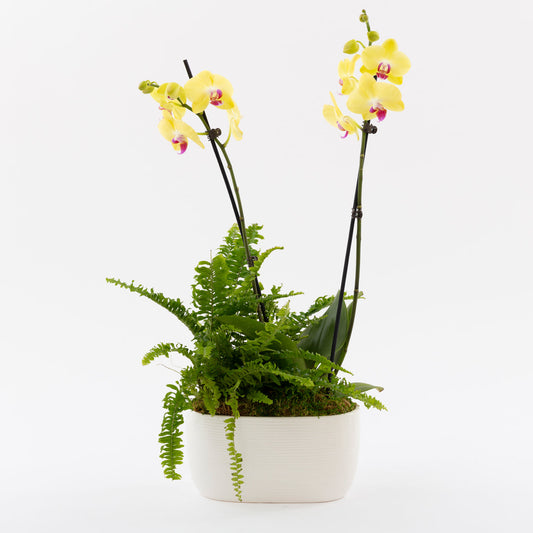 Yellow Orchid and Fluffy Ruffles Fern Garden by BloomsyBox